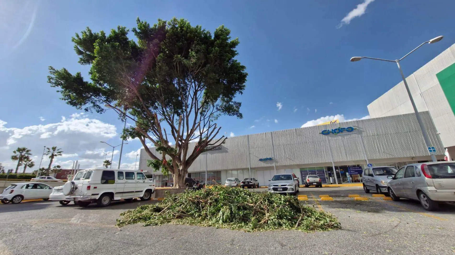 poda indiscriminada de un árbol  (1)